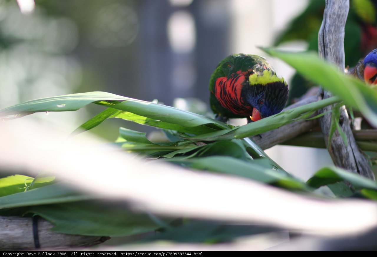 Two Vibrant Birds Resting on a Leafy Branch