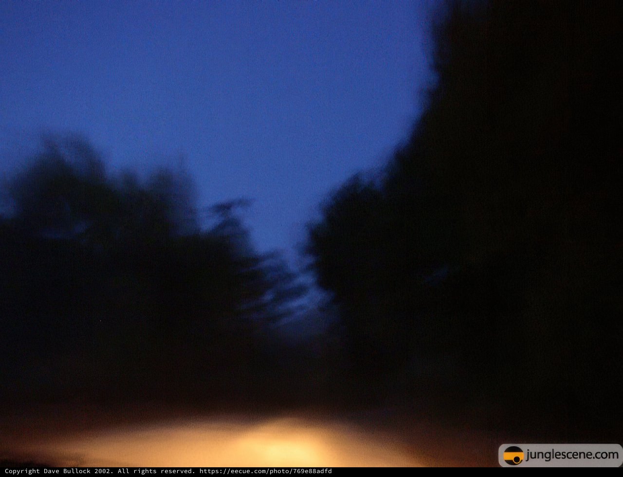Night drive through woodland