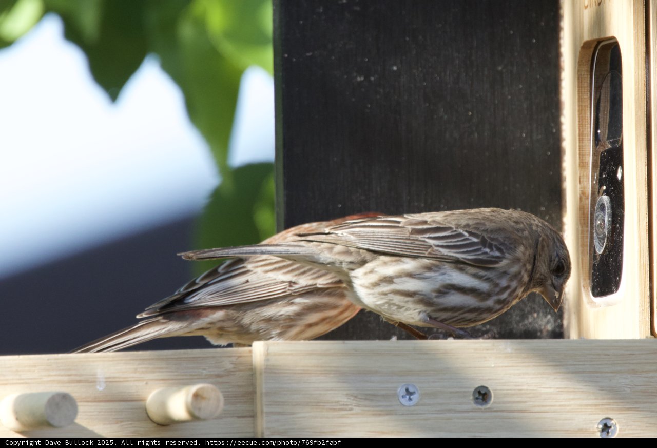 Feathered Friends at the Feeder