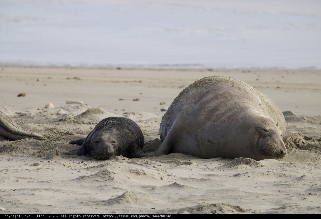 Mother and Pup Elephant Seals Resting on Drakes Beach
