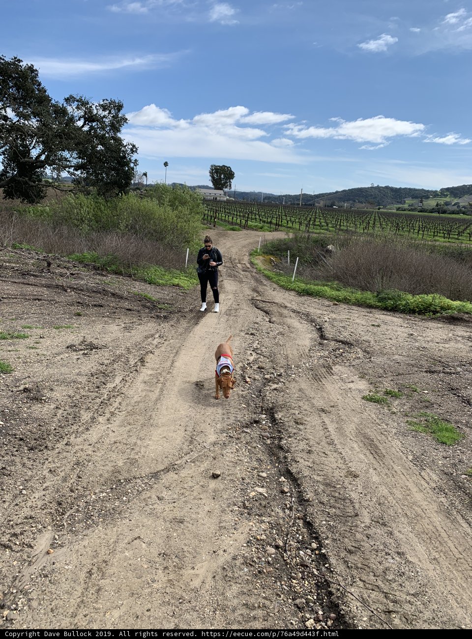 Walking with My Canine Companion
