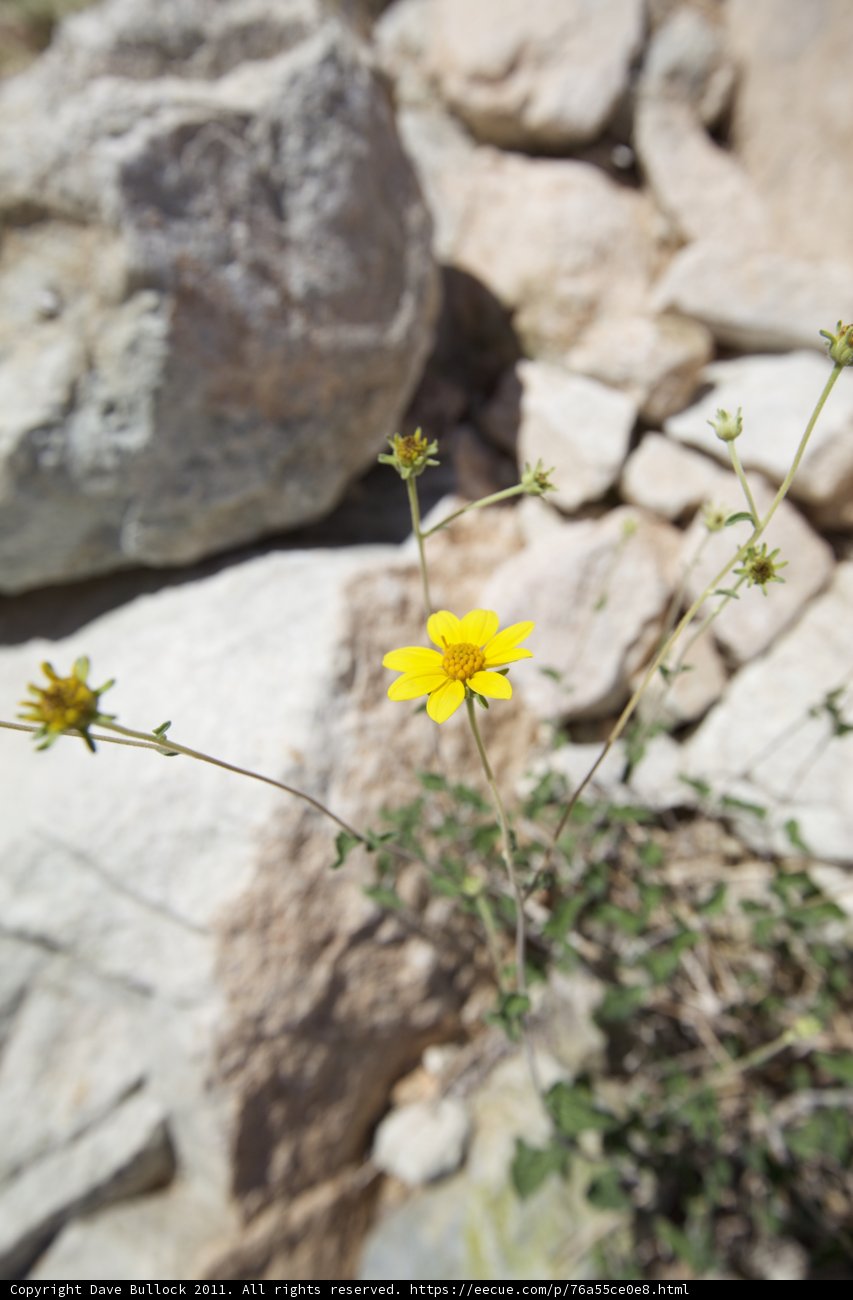 The Resilient Daisy