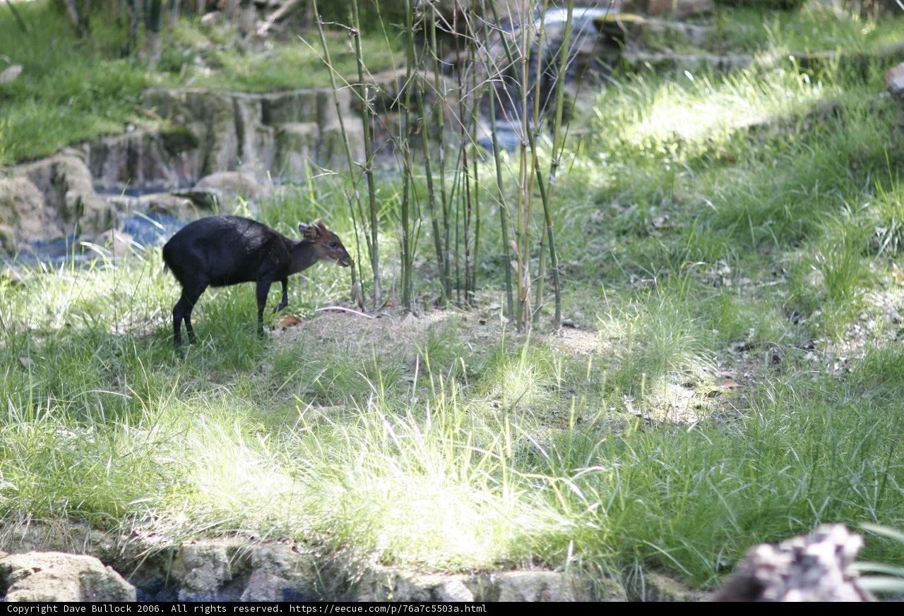 Inquisitive Antelope in the Wild