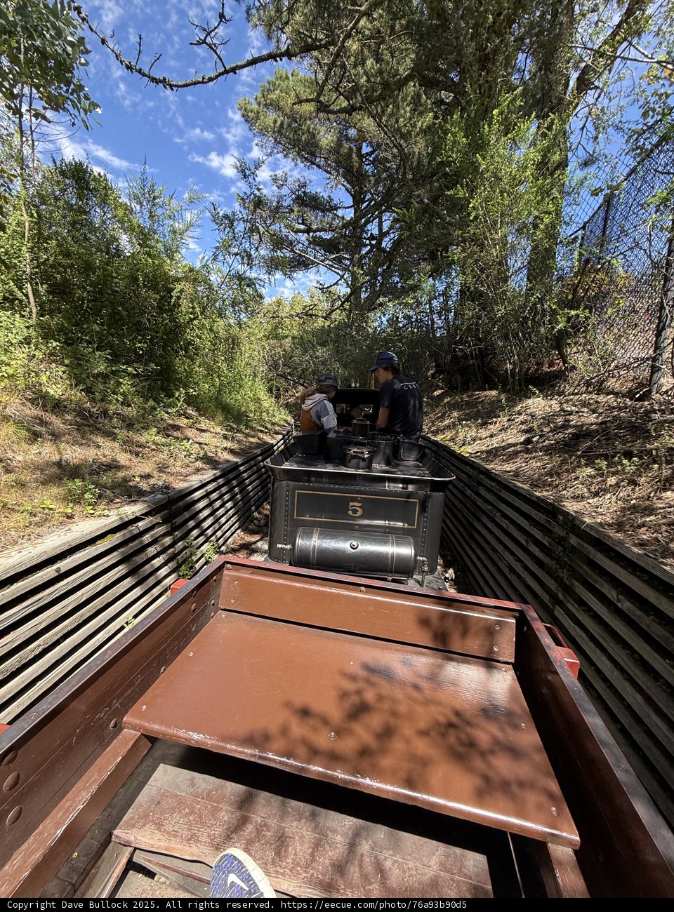 Journey Through the Trees