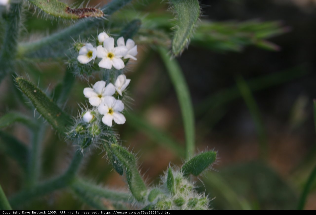 Delicate Geranium Blossom