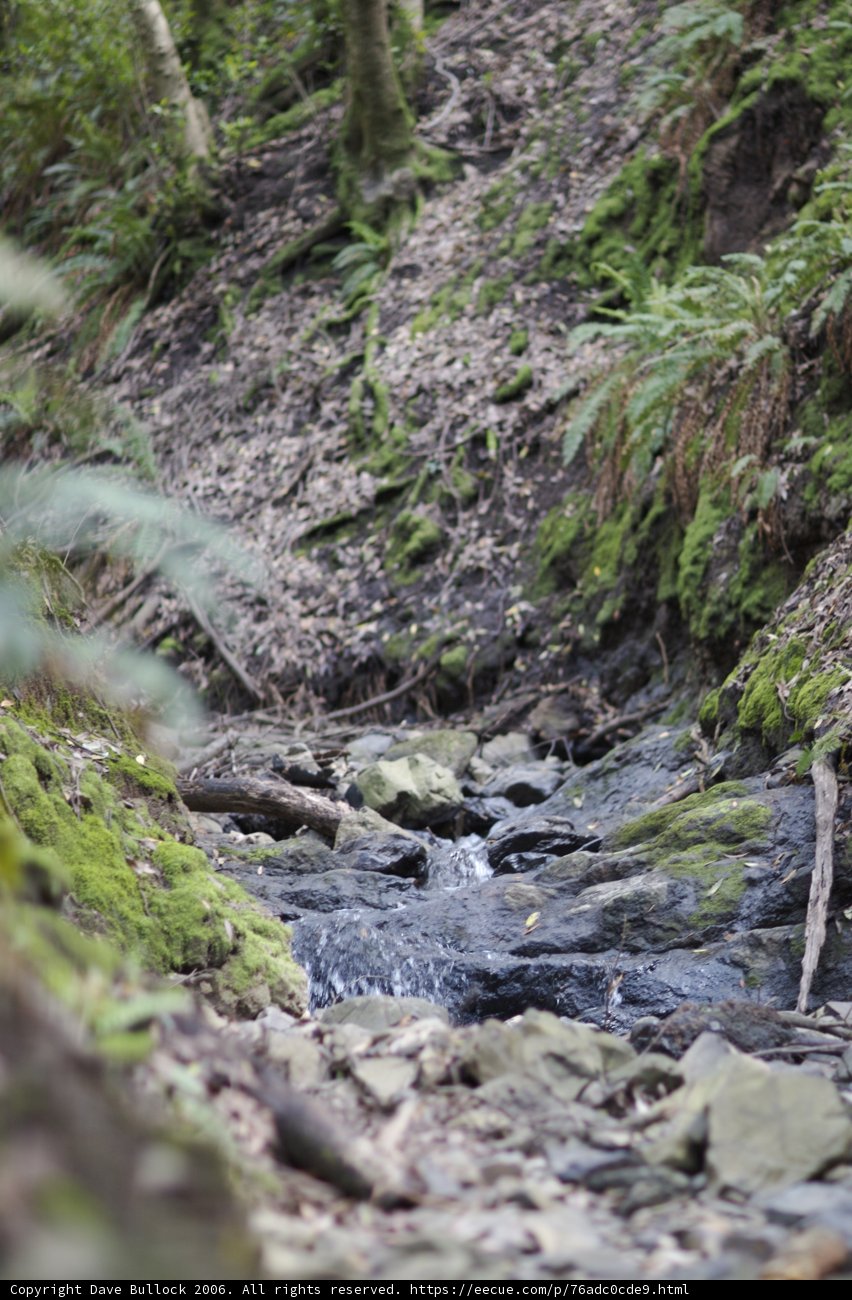 Serenity in the Forest