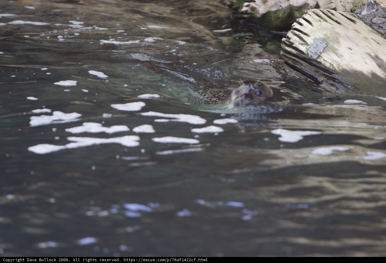 Playful Seal in the Wild Waters