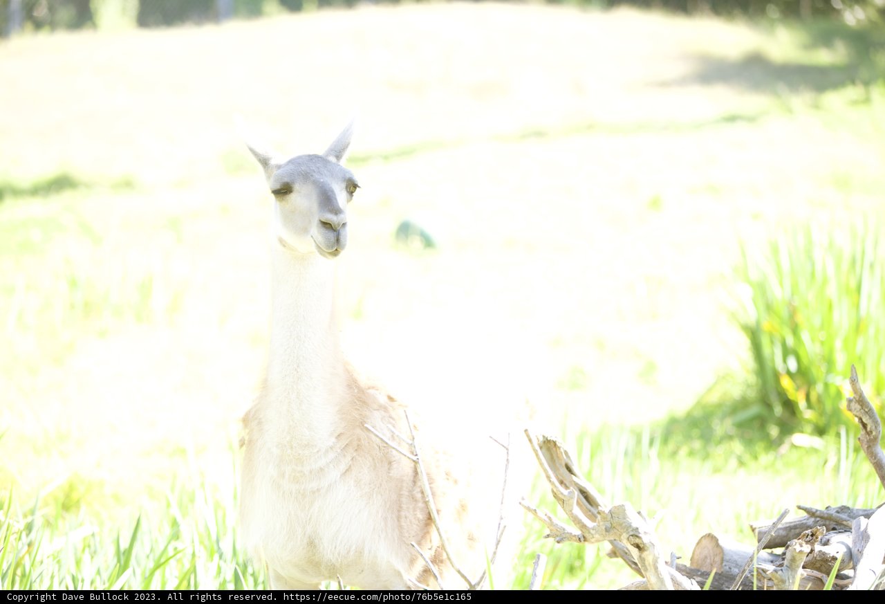 Llama Lollygagging in Pasture