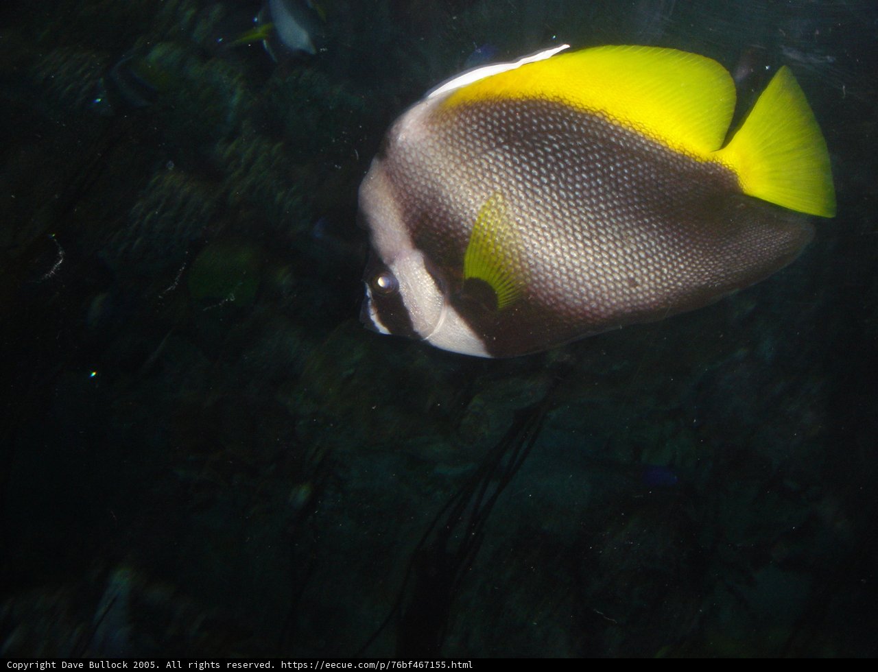Striped Angelfish in Coral Reef