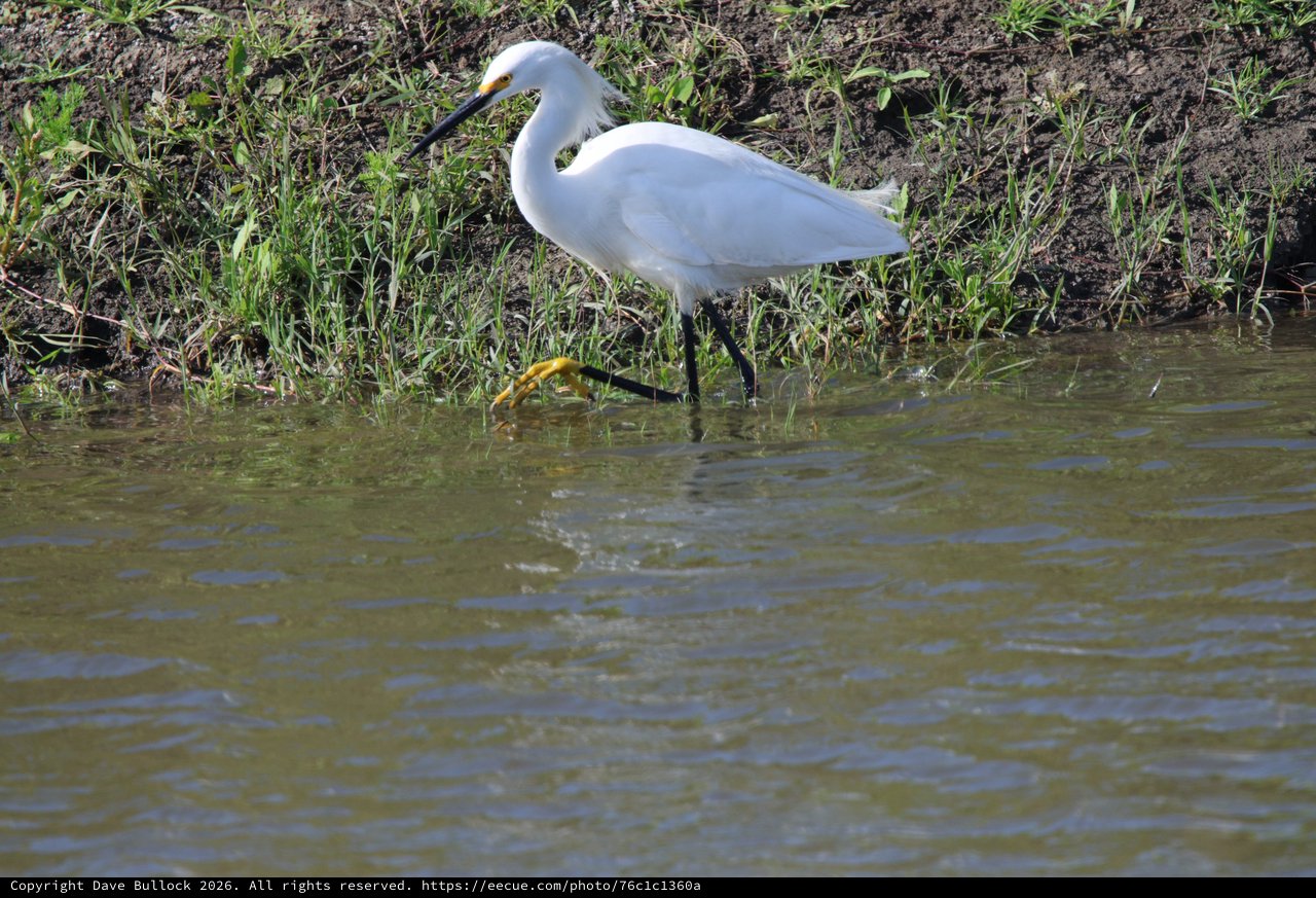 Snowy Egret Foraging in Shallow Water at Yolo Bypass