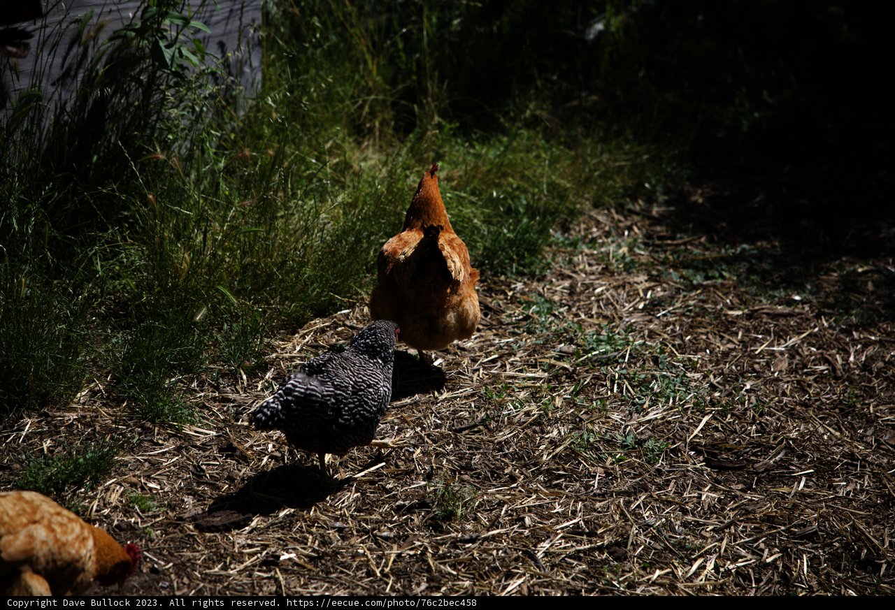 Chickens Exploring the Grasslands
