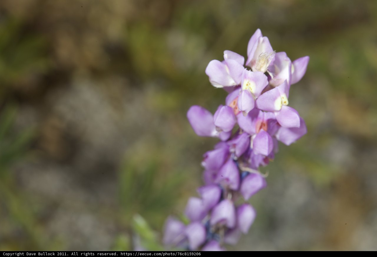 Purple Snapdragon in a Field