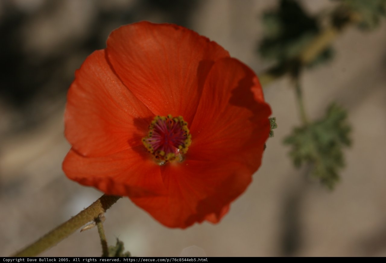 Vibrant Orange Geranium