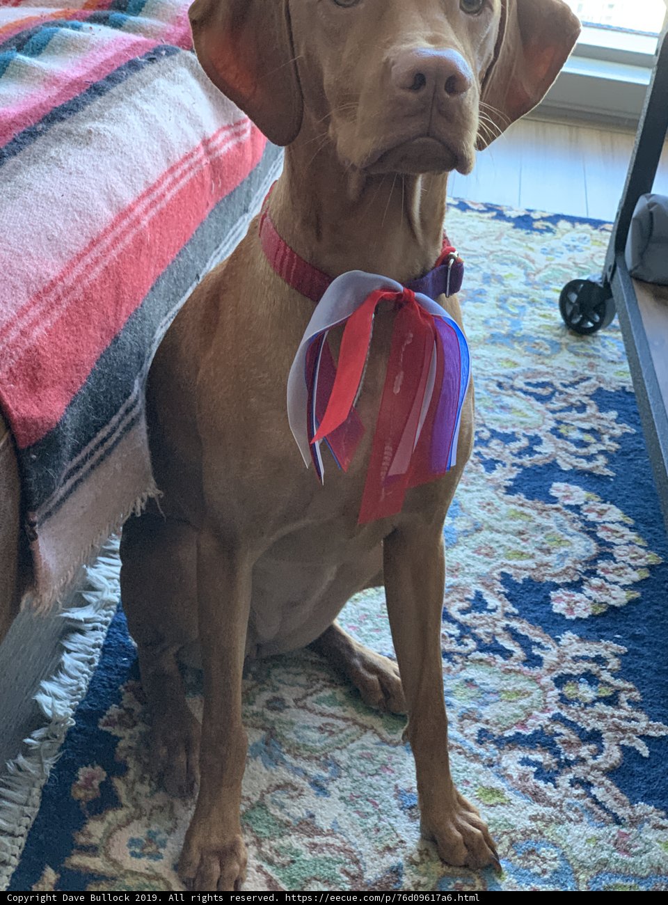 Home Decor Pup