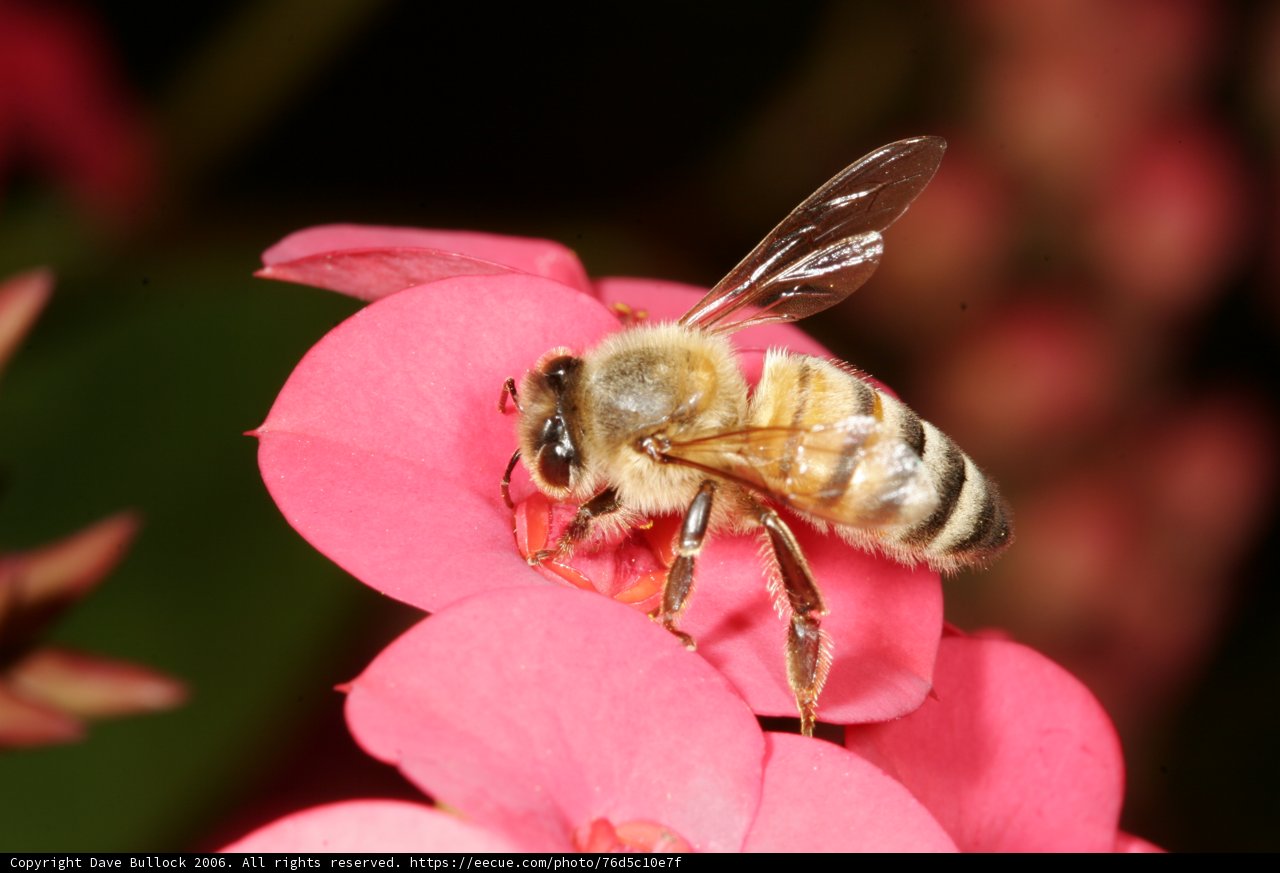 Buzzing Bee on Pink Flower