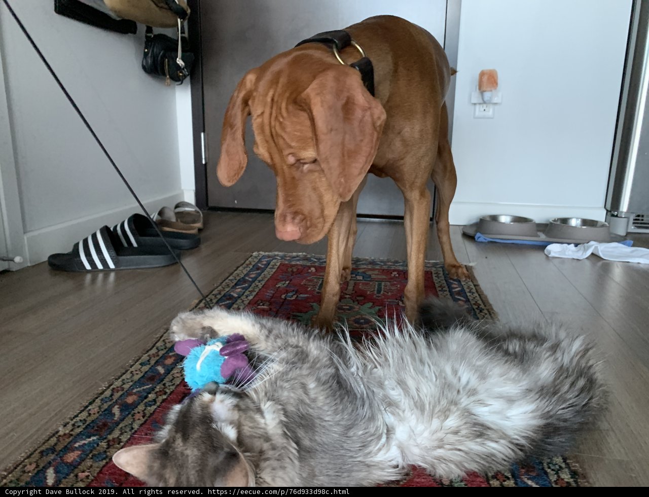 Pawsome Playtime on Hardwood Flooring