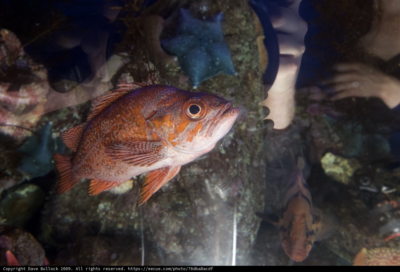 A Mesmerizing Red Snapper in the Aquarium