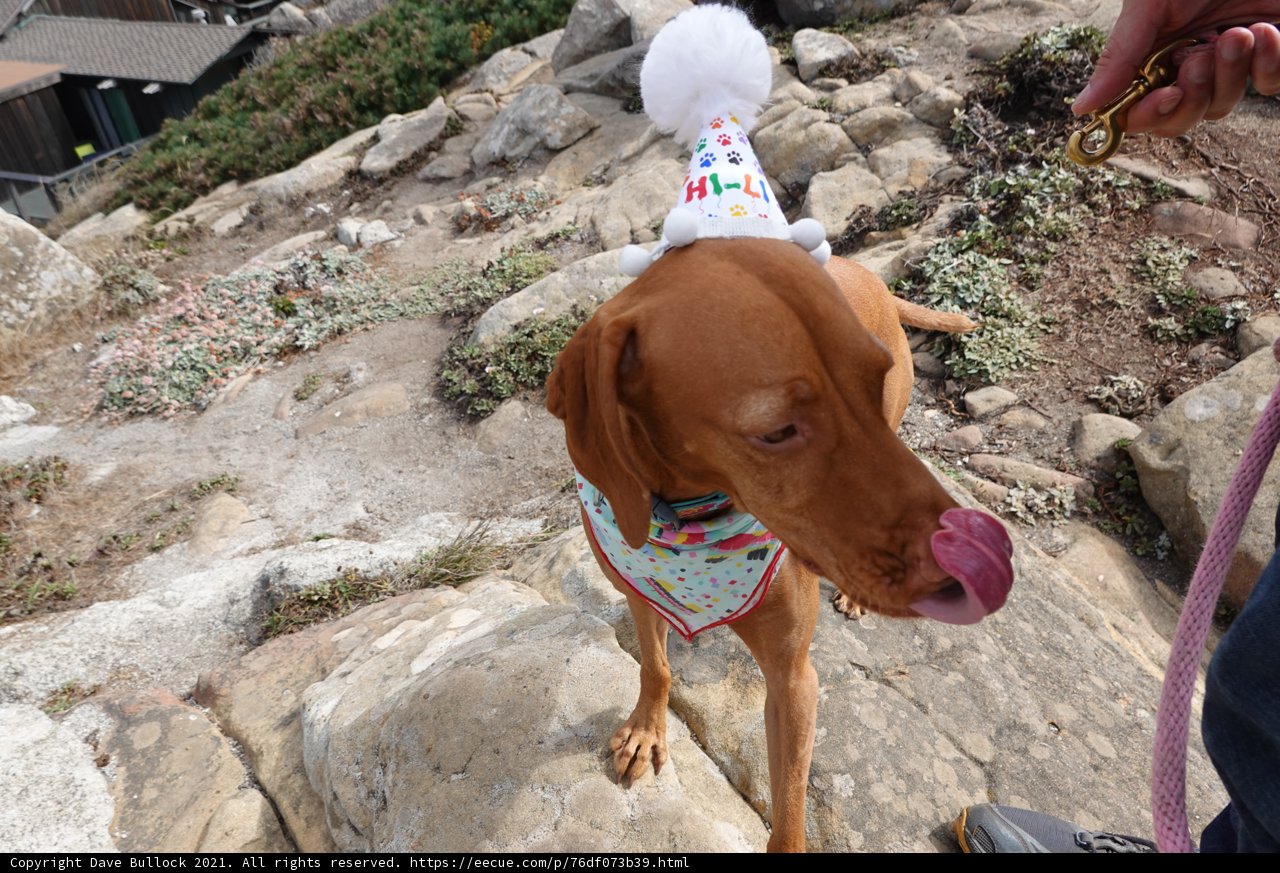 Birthday Pooch on Rocky Terrain