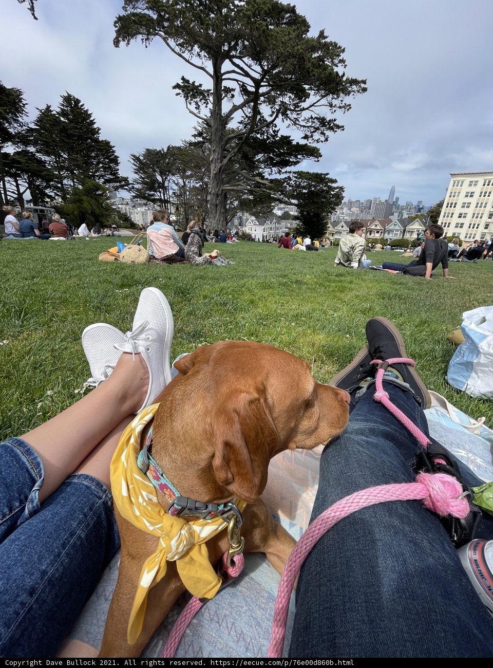 Canine Picnic Companion