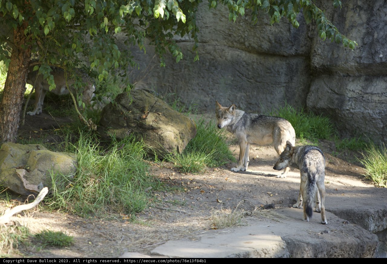 The Canine Wanderers