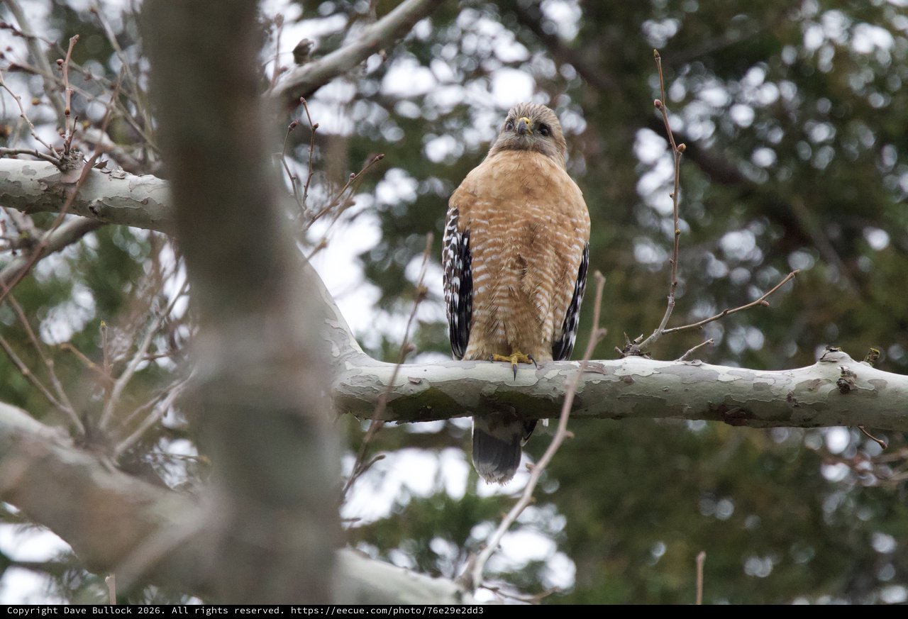 Red-Shouldered Hawk Perched on Winter Branch