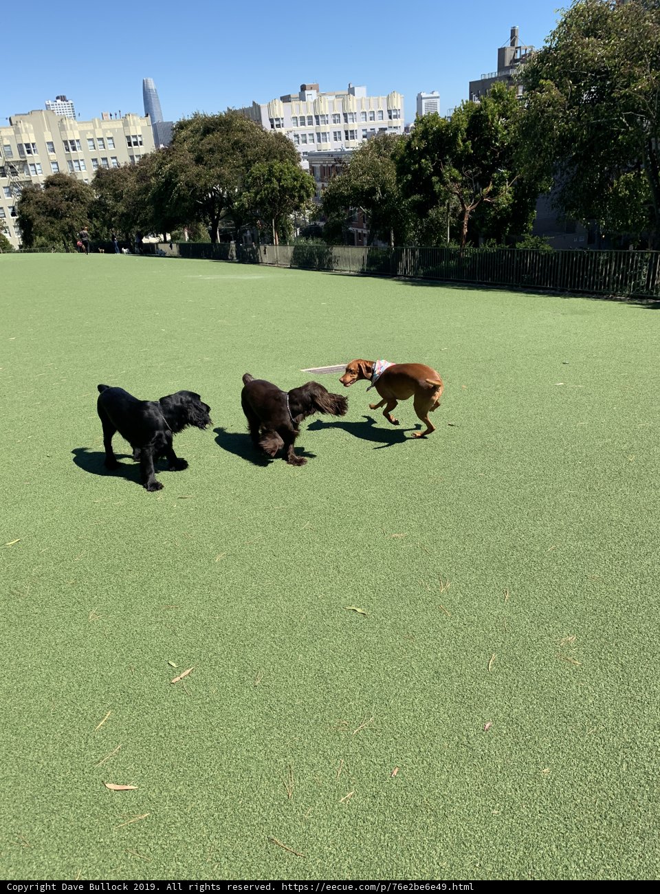 Playtime on the Green Grass