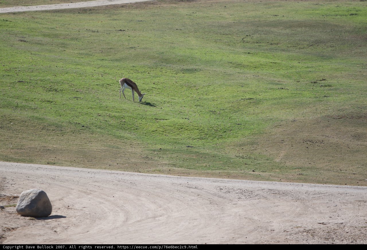 Giraffe Grazing in the Wild