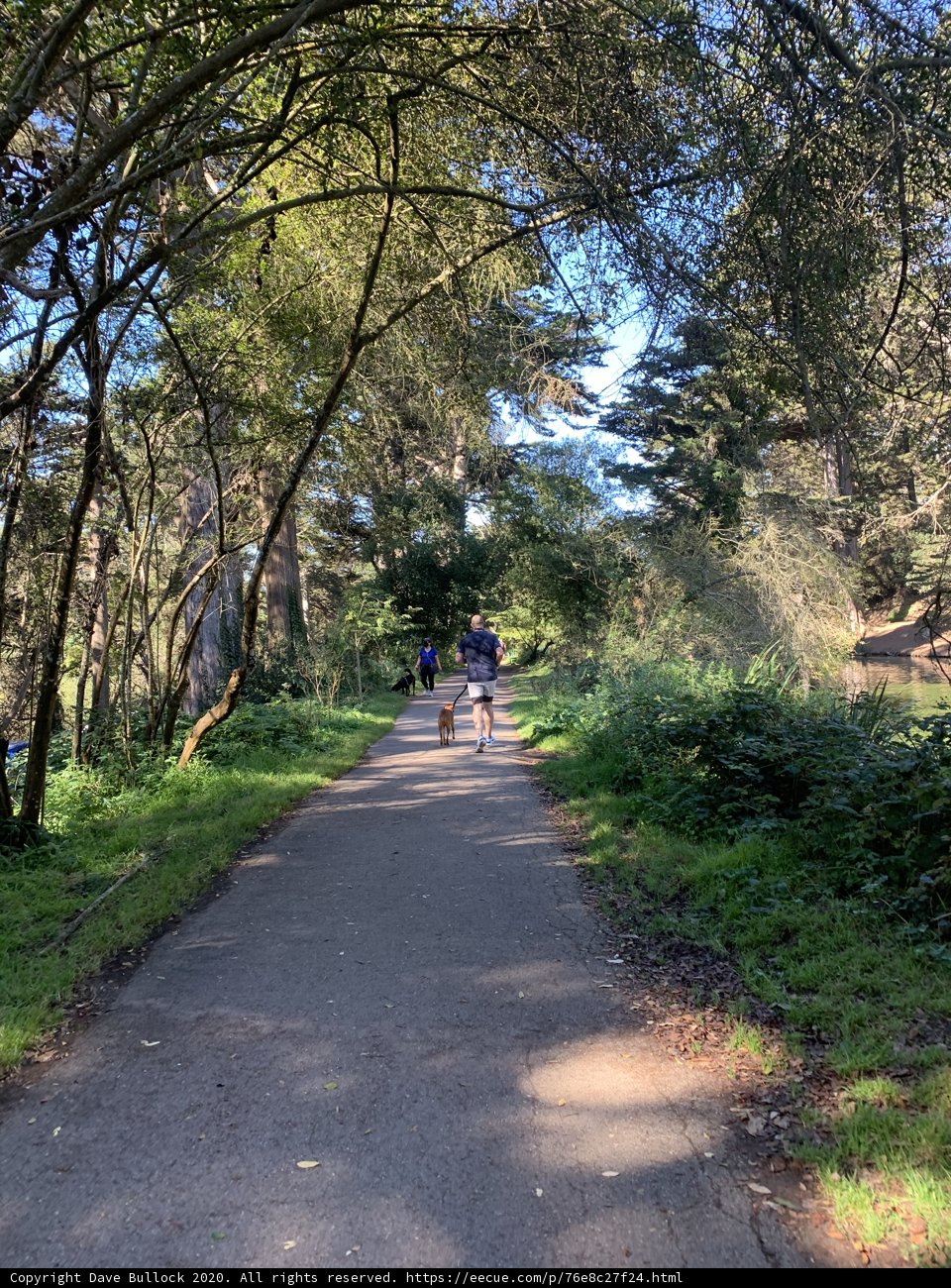 Man and Dog Take a Stroll Through the Woodland Grove