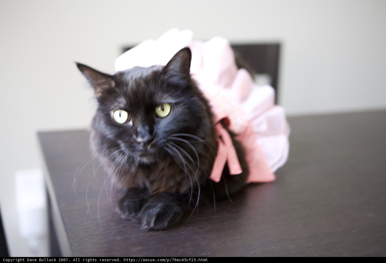 Isabella, the Black Cat Ballerina