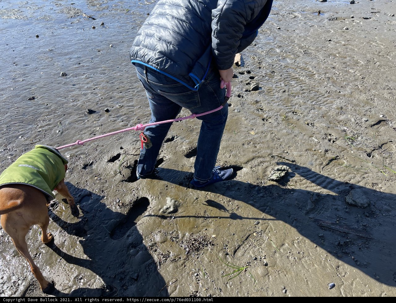 A Man and his Best Friend at Bodega Bay Beach