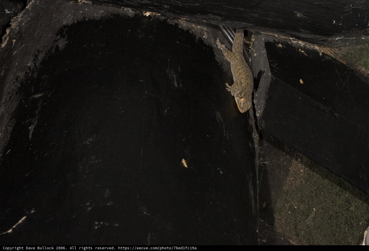 Slate Gecko Perched on Wall