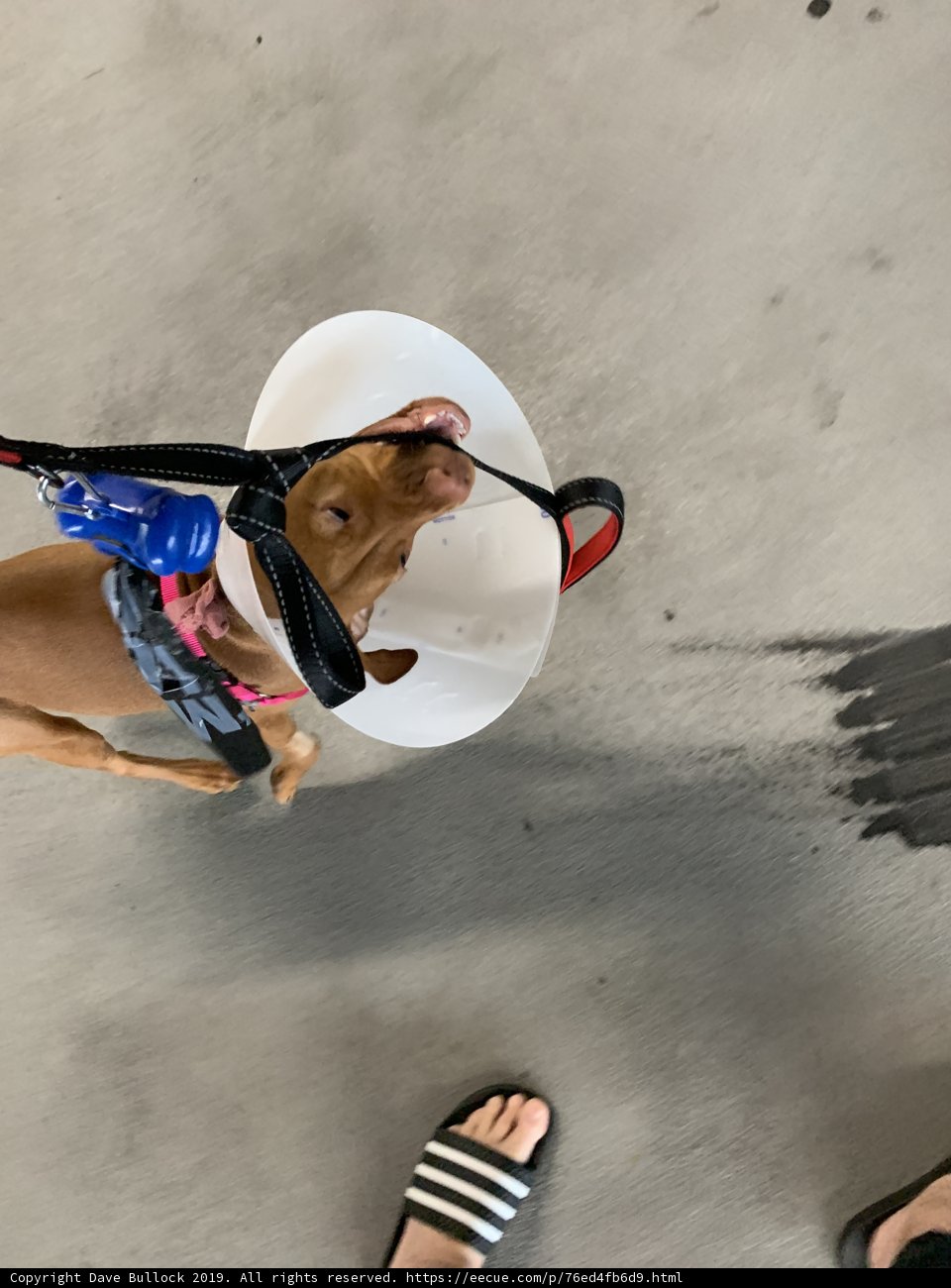 Cone of Shame
