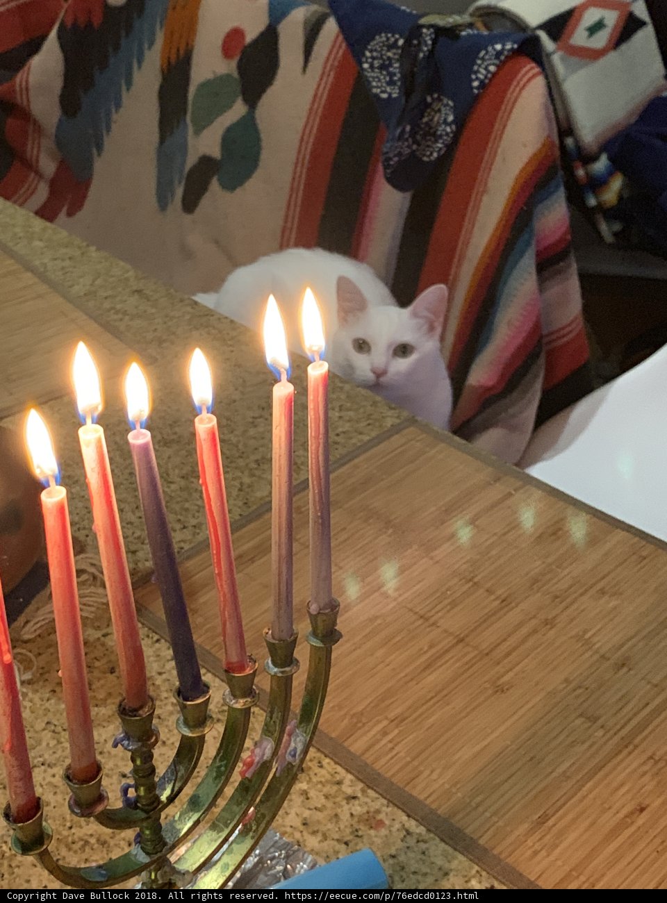 A Festive Feline