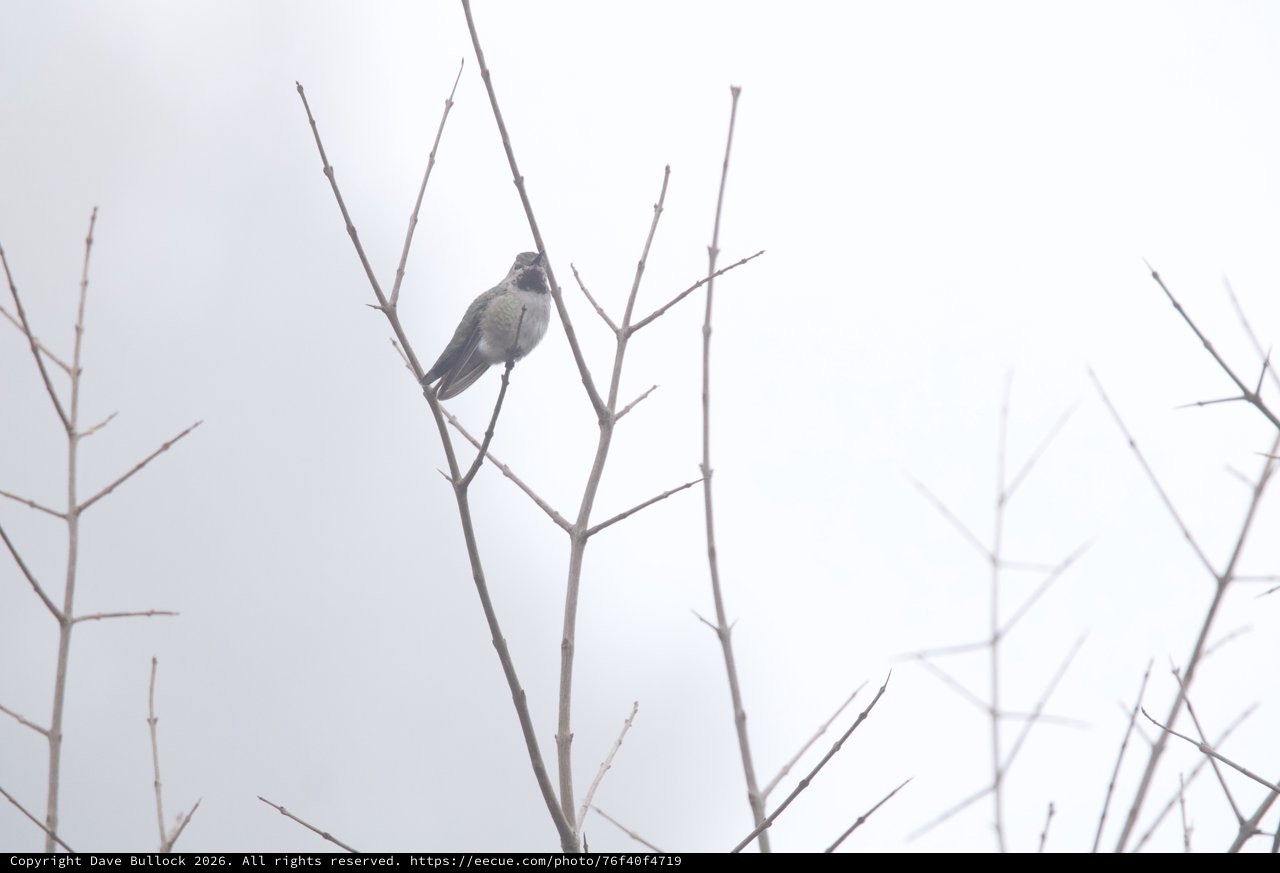 Hummingbird Perched on Bare Branch in Foggy Winter