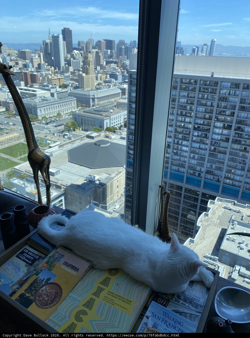 Urban Cat Watch