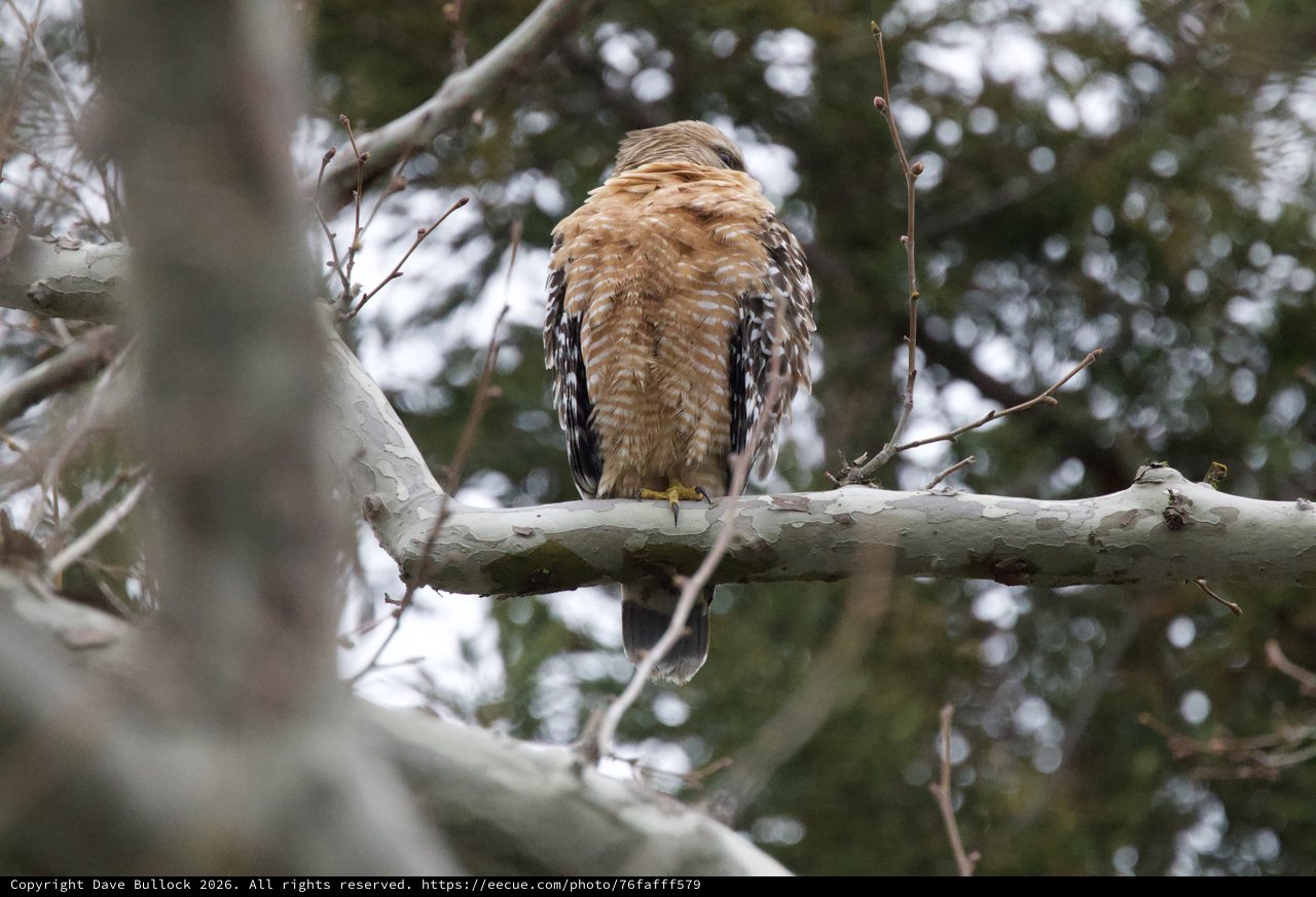 Red-Shouldered Hawk Perched in Bare Winter Tree