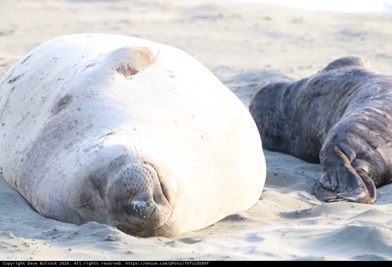 Elephant Seal Pups Resting on Drakes Beach
