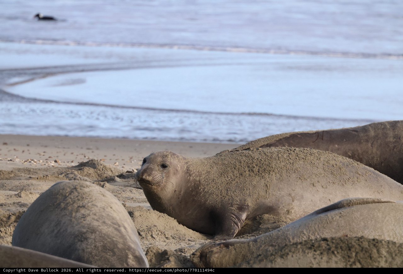 Elephant Seal Pup Resting on Sandy Beach