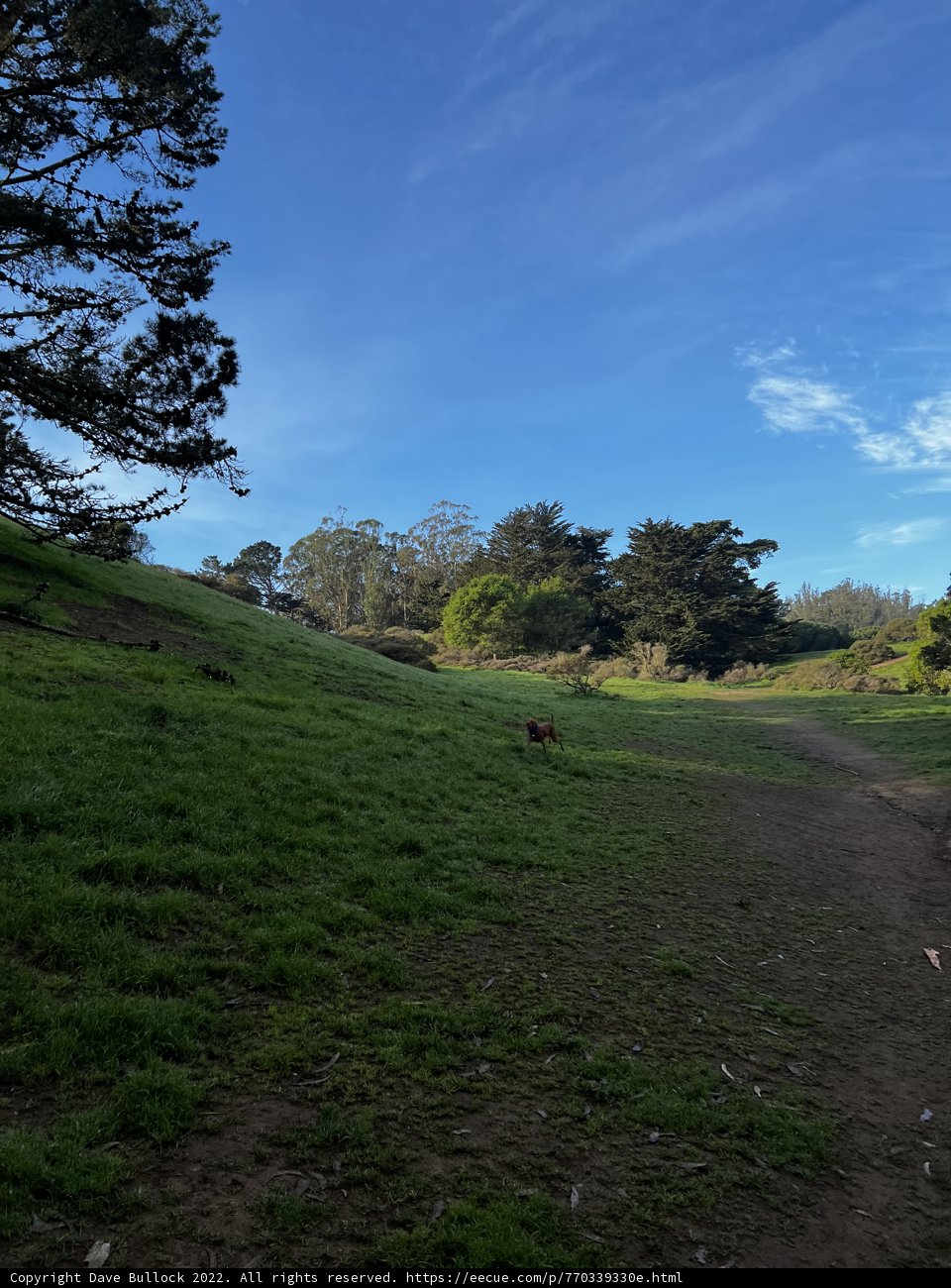 A Dog's Walk through the Pasture