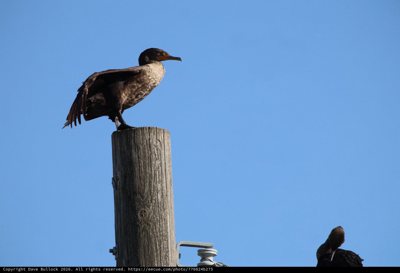 Cormorant Perched on Weathered Post at Dusk