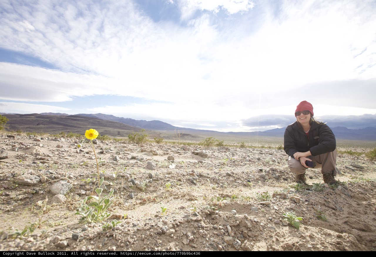 Lone Desert Flower Blooms in Barren Wilderness