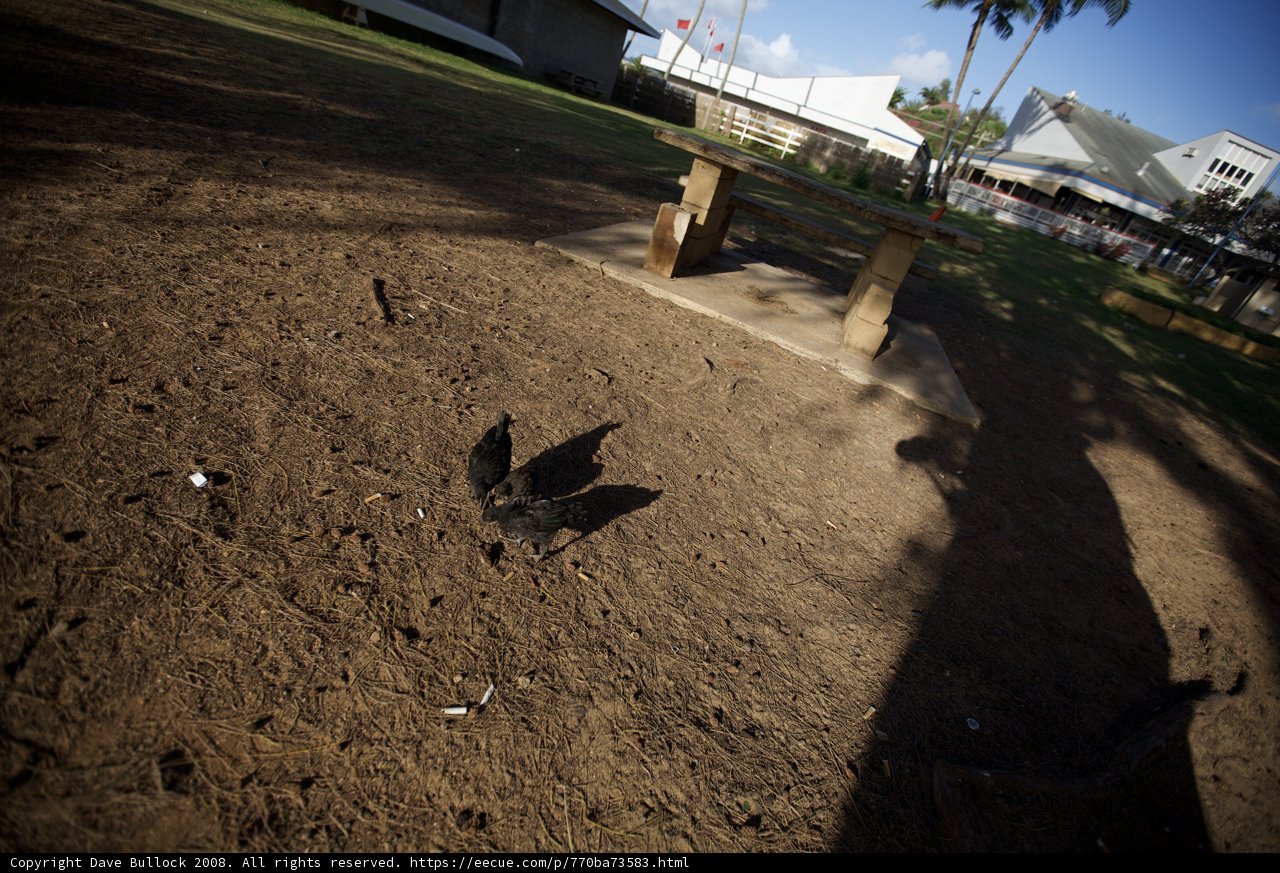 Feathered Visitor on Bench