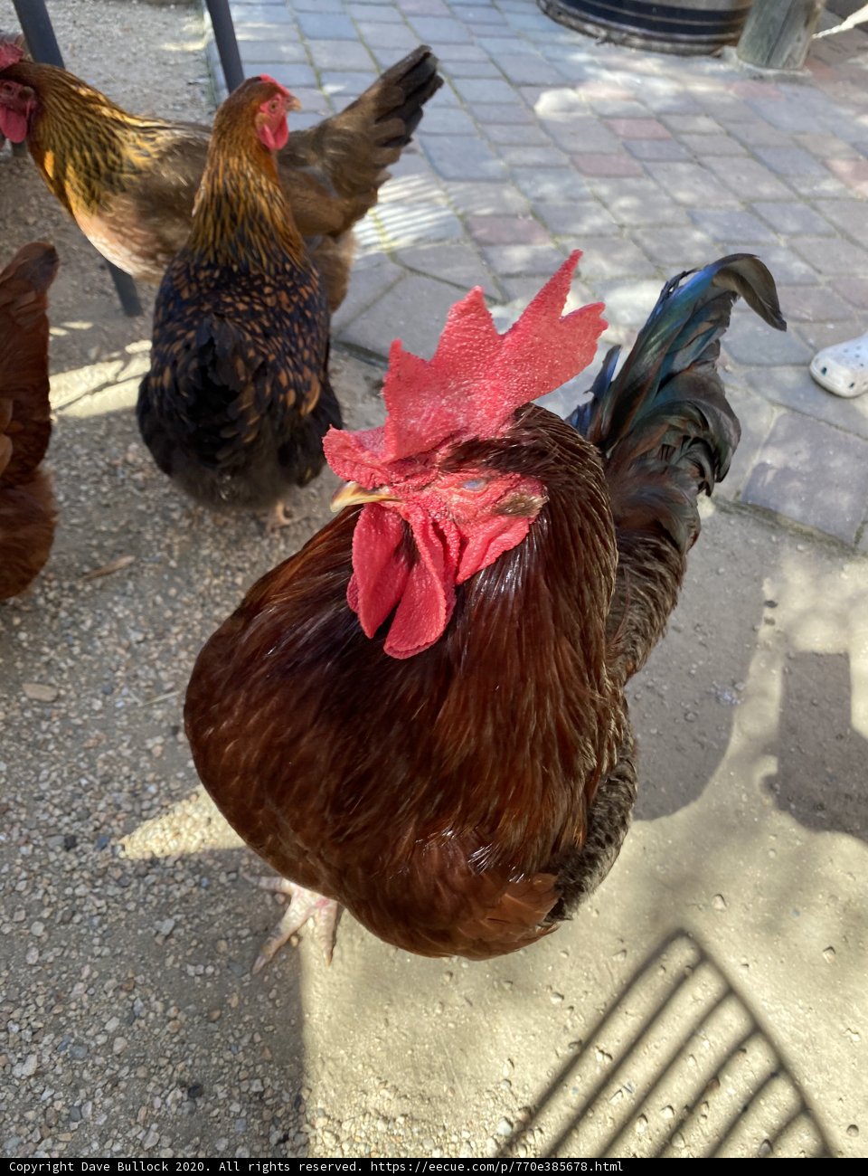 Chickens Strolling through Carmel Valley Village