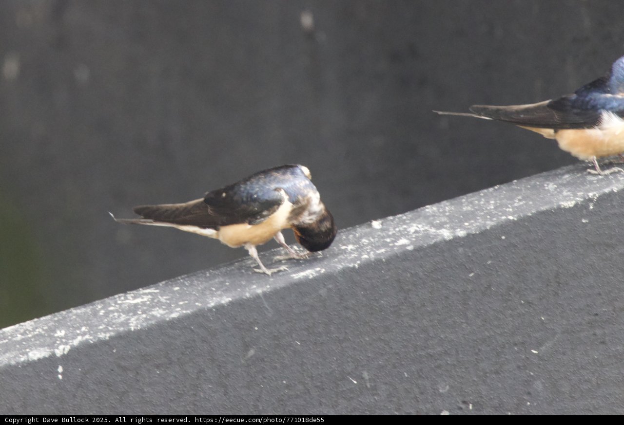 Winged Companions of San Pablo Bay
