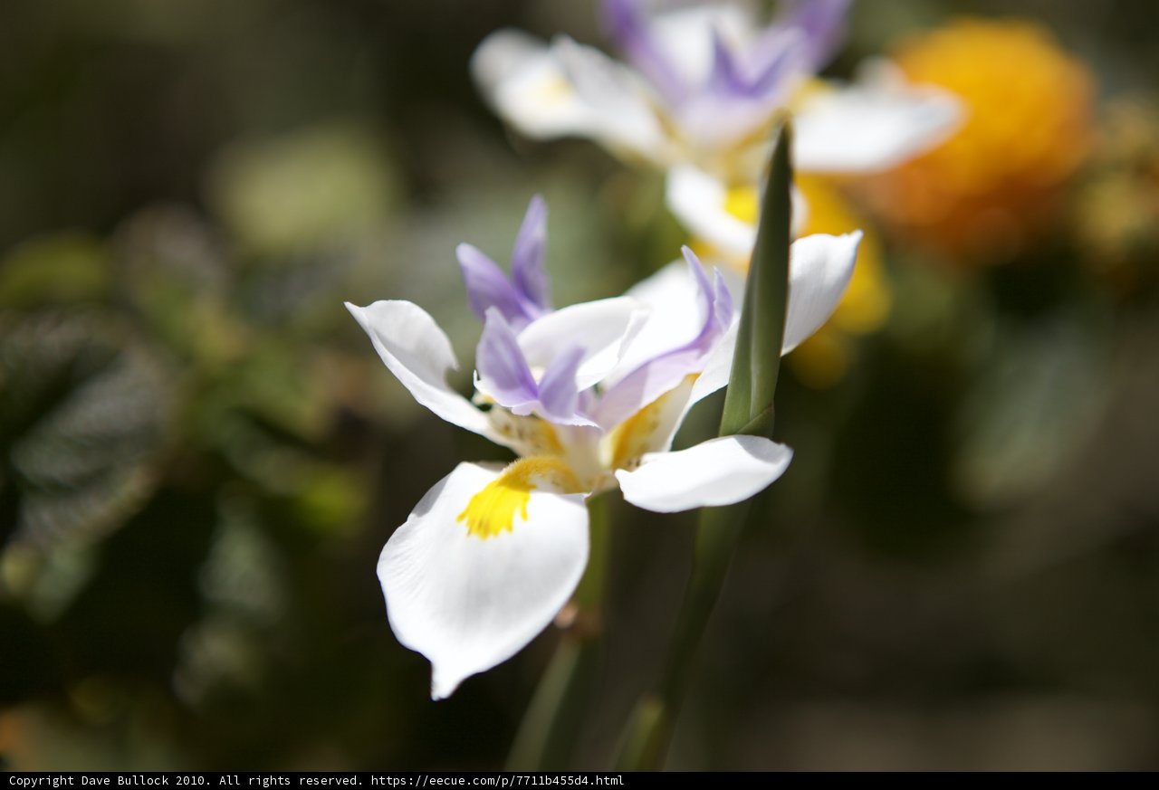 Purple Iris Flower with Yellow Center