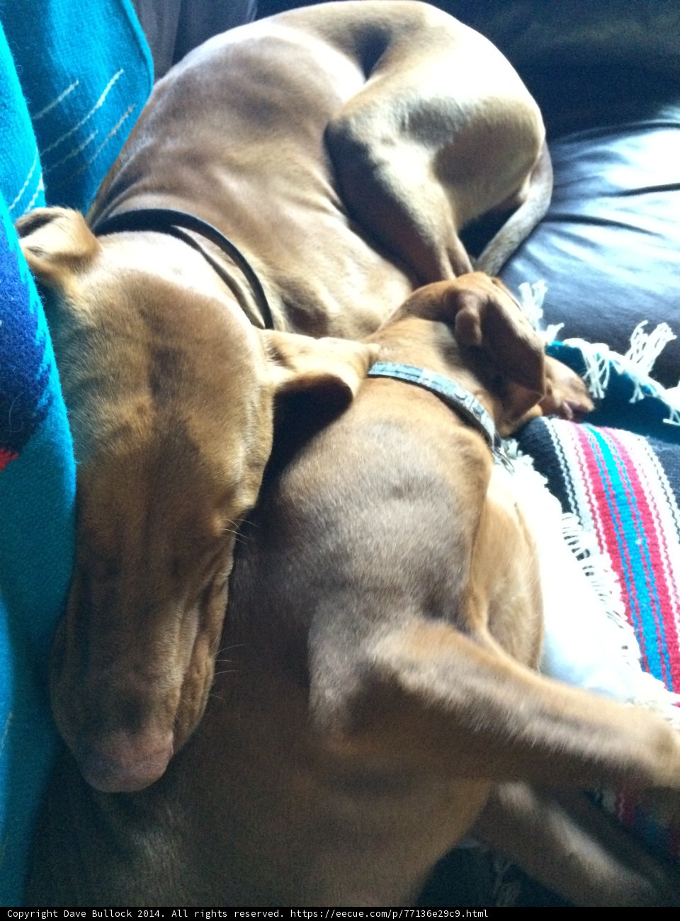 Puppy Nap Time on the Couch