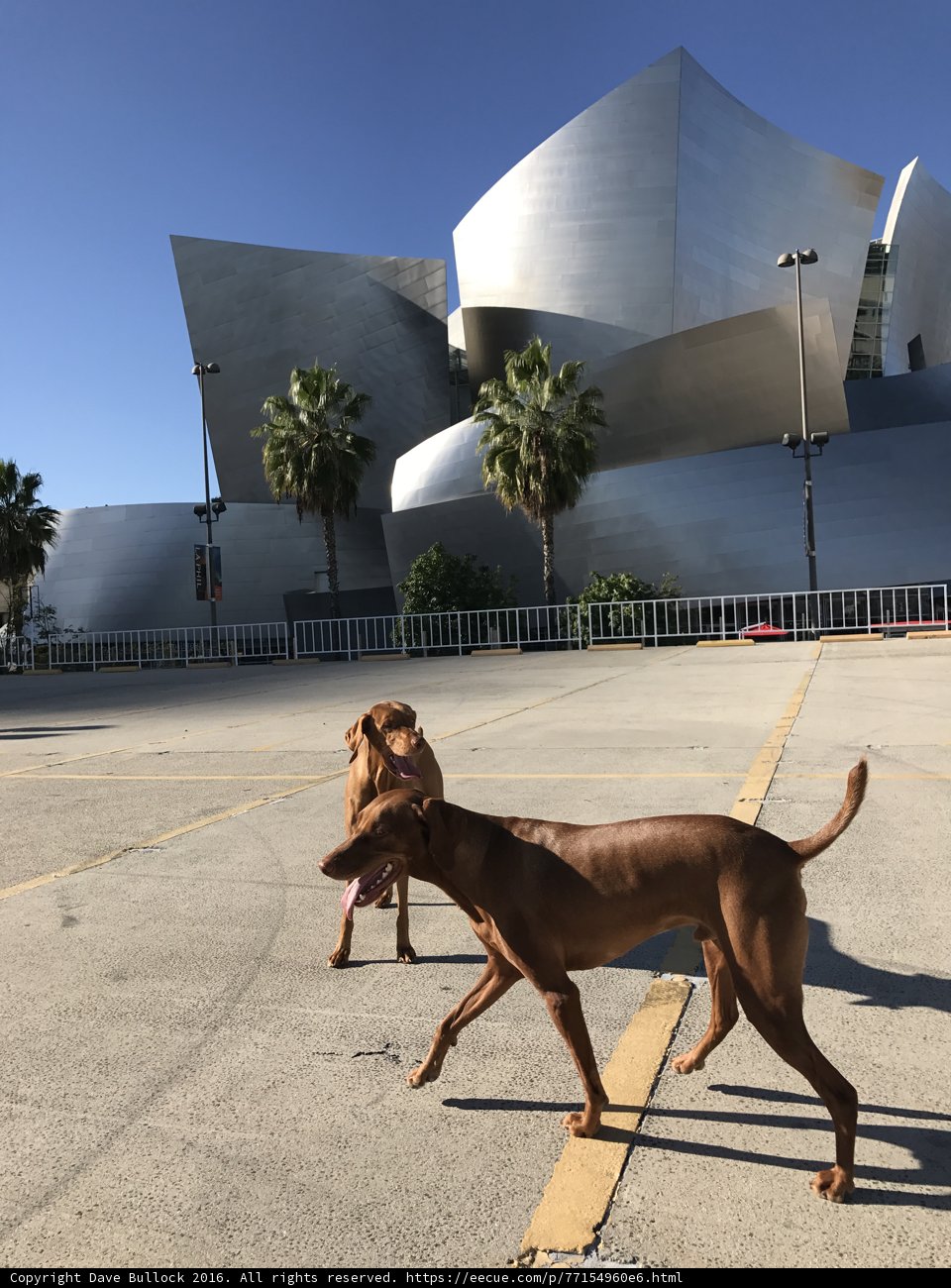 Two Dogs Take in the City Sights