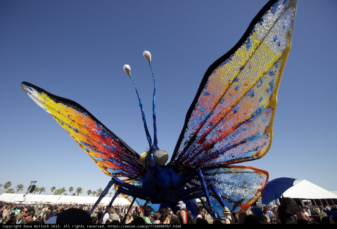 Colorful Butterfly Takes Flight