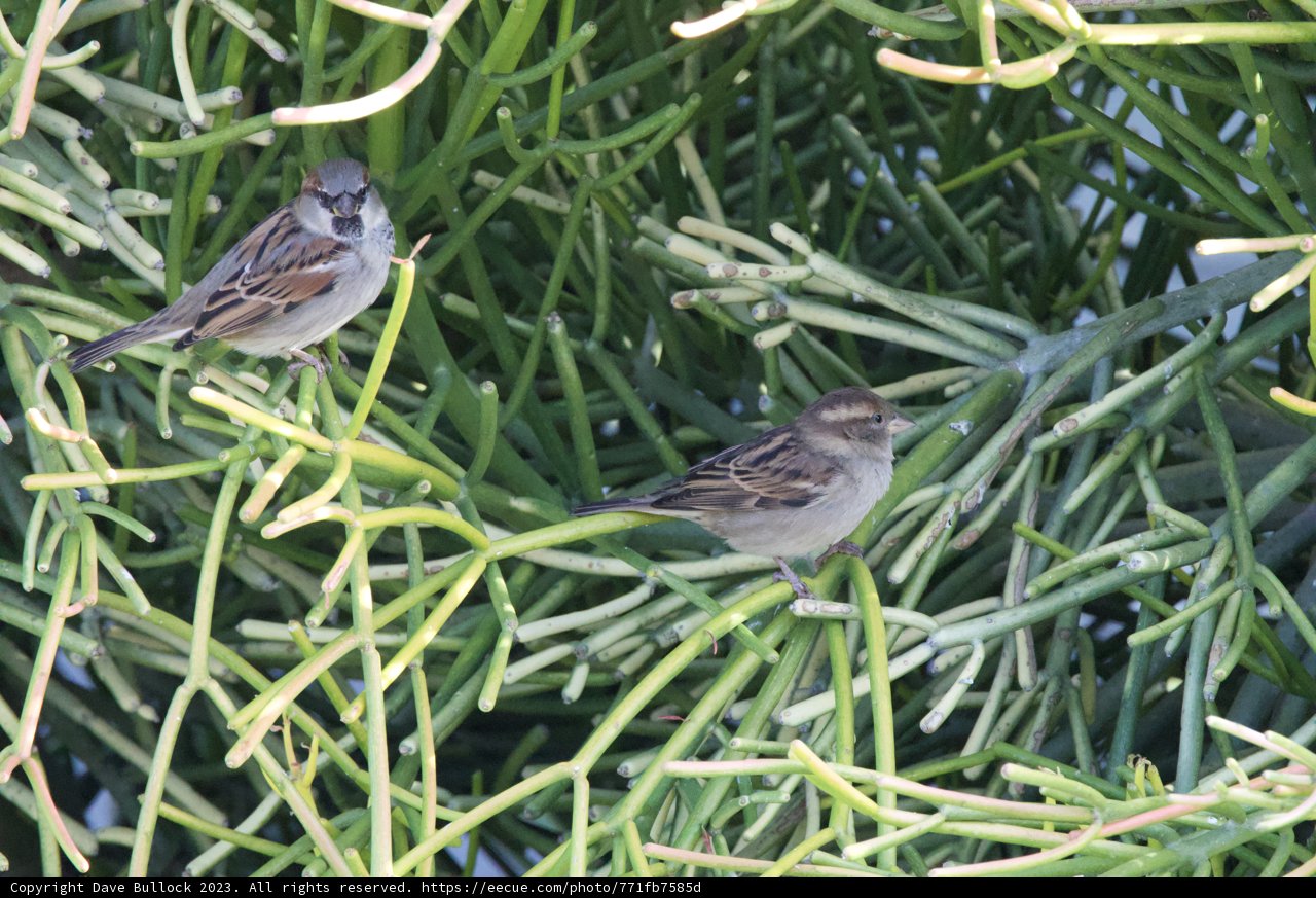 Sparrows' Morning Gathering
