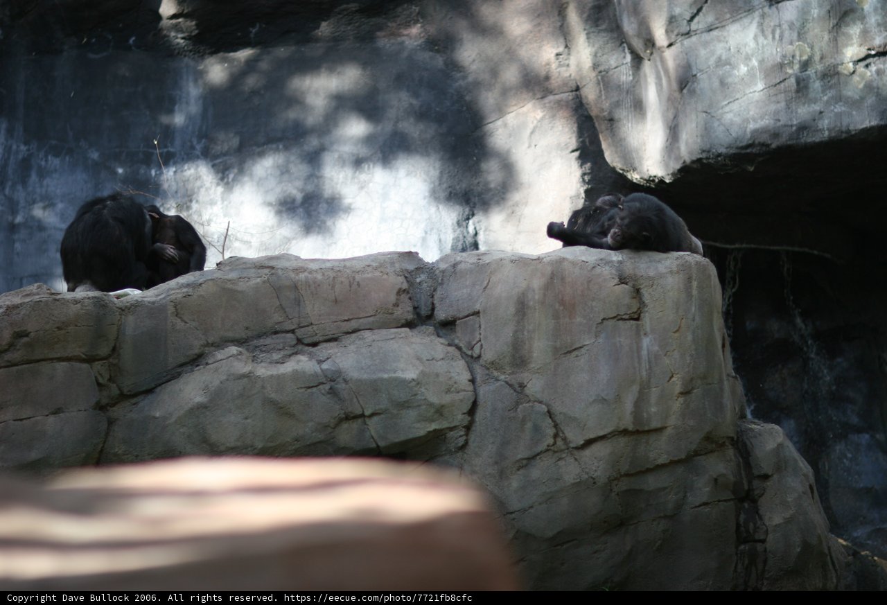Two Black Bears Relaxing on a Slate Rock
